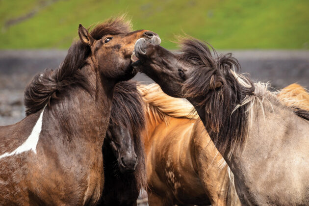 Wild ponies in a disagreement