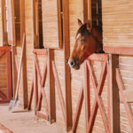 A gelding in an isolated stall.