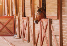 A gelding in an isolated stall.