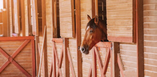 A gelding in an isolated stall.