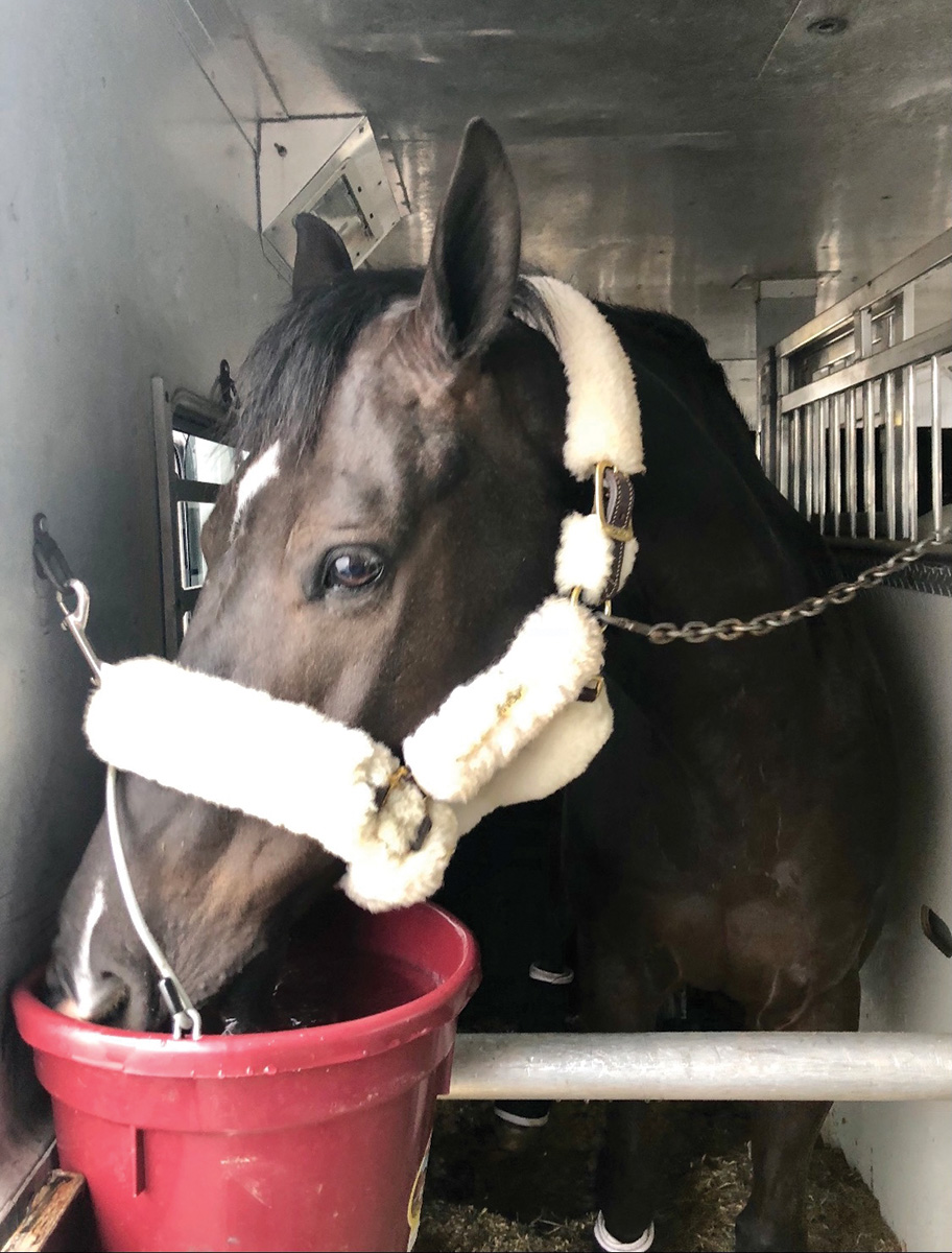 A horse drinks out of a water bucket while on a van