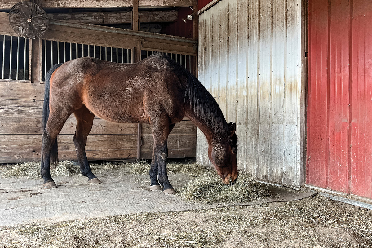 A muddy bay eating hay off a mat