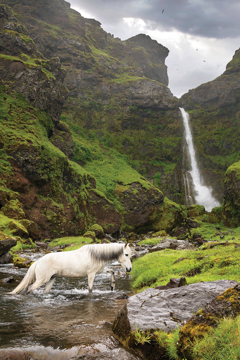 An Icelandic Horse walks past a waterfall