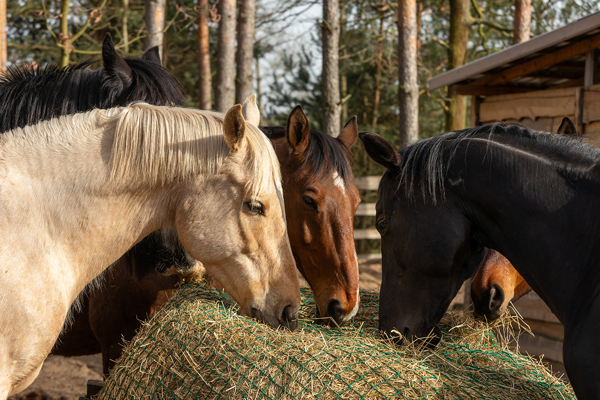 A herd eating from a slow feeder.