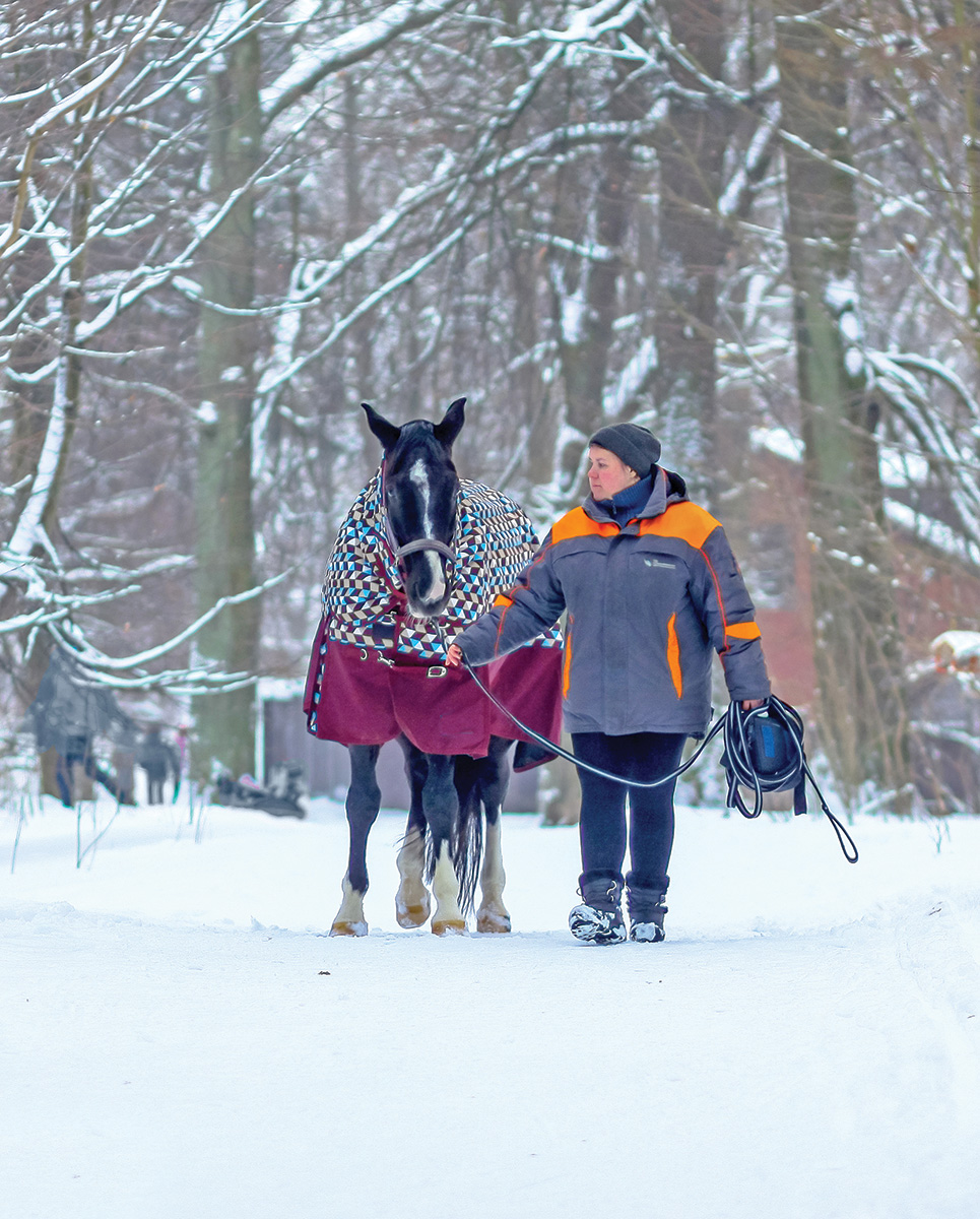 Leading in a mare in the snow.