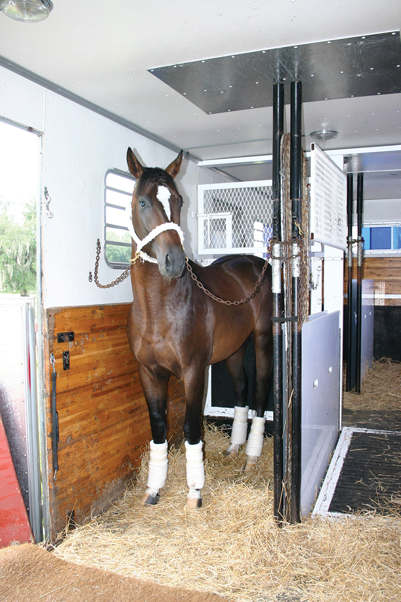 A horse shipping commercially in a “stall and a half”