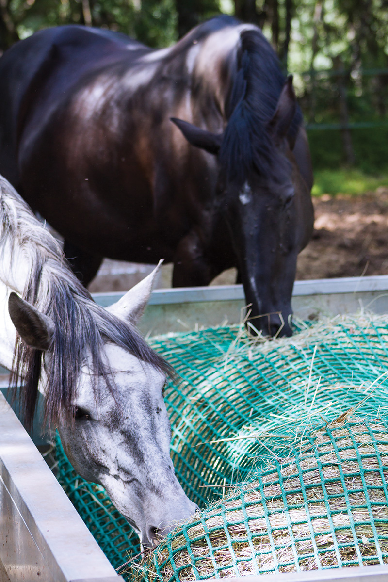 Horses eating hay from a slow feeder. Slow feeders that prevent pulling out hay and so it can be thrown and eaten off the ground are ideal for preventing sand colic.