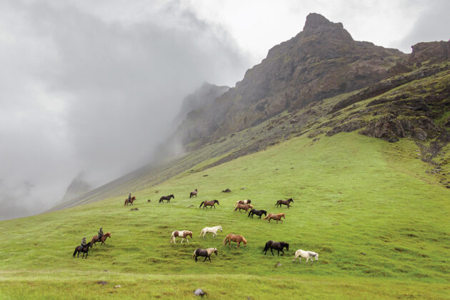 The herding of ponies in Iceland