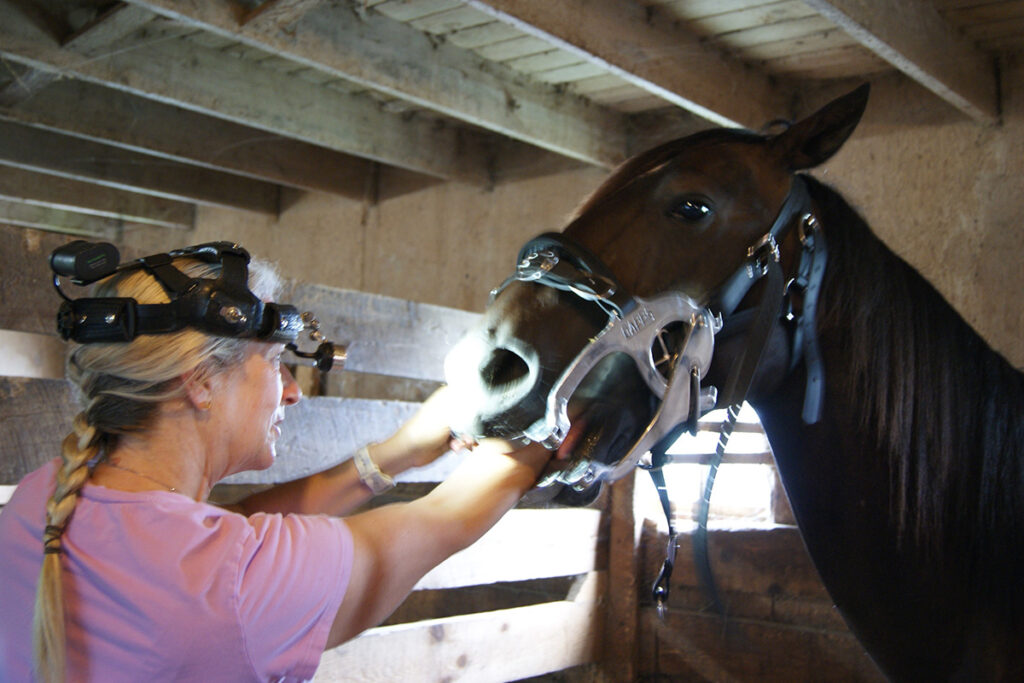 Horse Dental Care from an Equine Dental Technician - Horse Illustrated