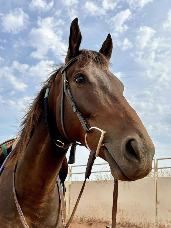 A headshot of a tacked up bay gelding