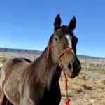 Adoptable horse Babbling Brooke