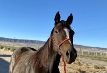 Adoptable horse Babbling Brooke