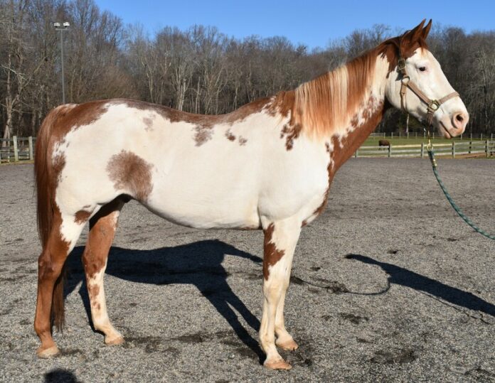 ASPCA Adoptable Horse of the Week: Rowan's Hunter