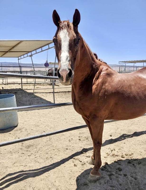 A blaze-faced sorrel gelding