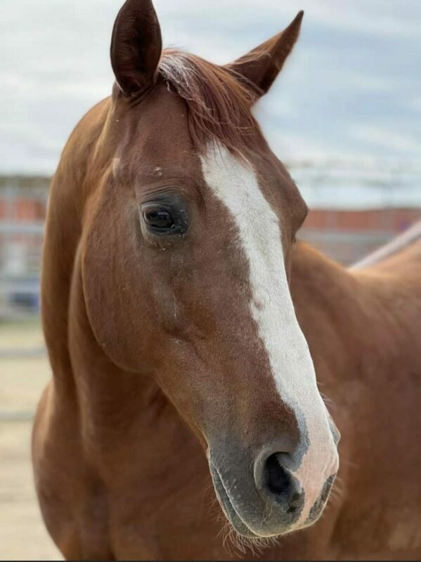 Adoptable horse Titan