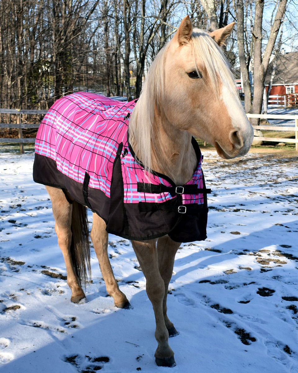 Adoptable horse Tilly.