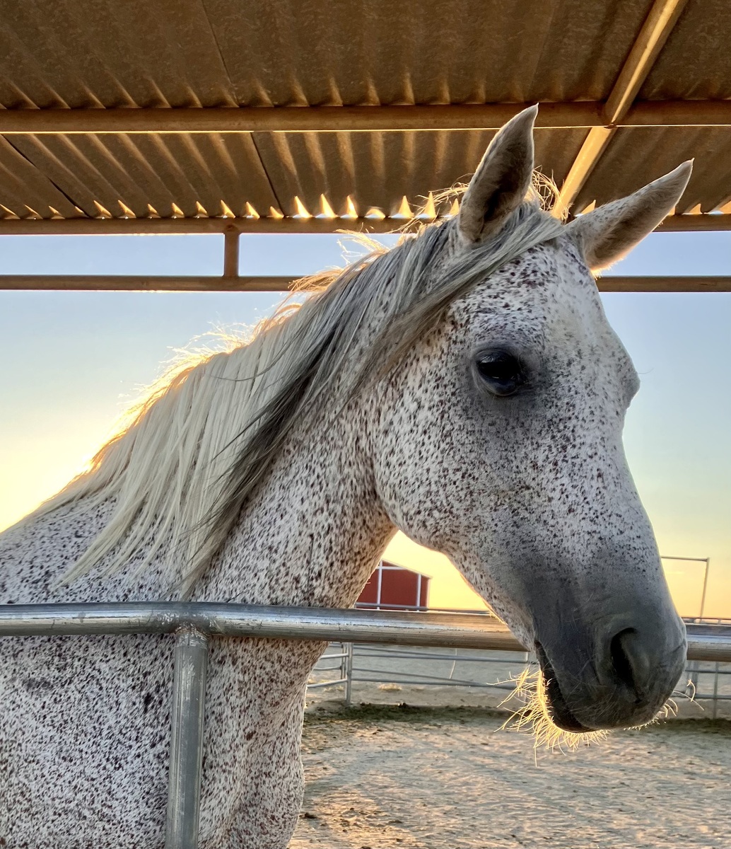 Adoptable horse Graycie.