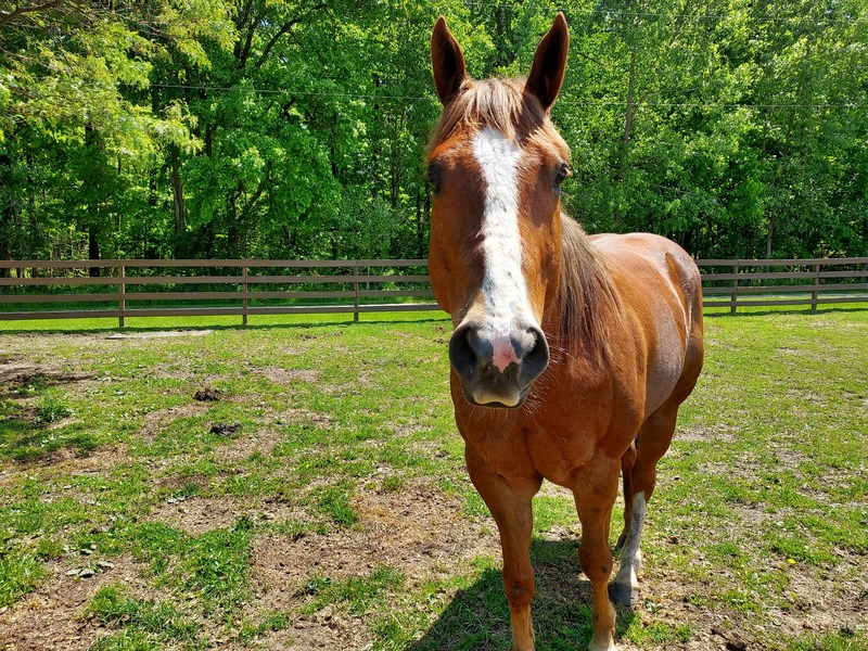 Barn Banter episode 25 featured adoptable horse Atticus