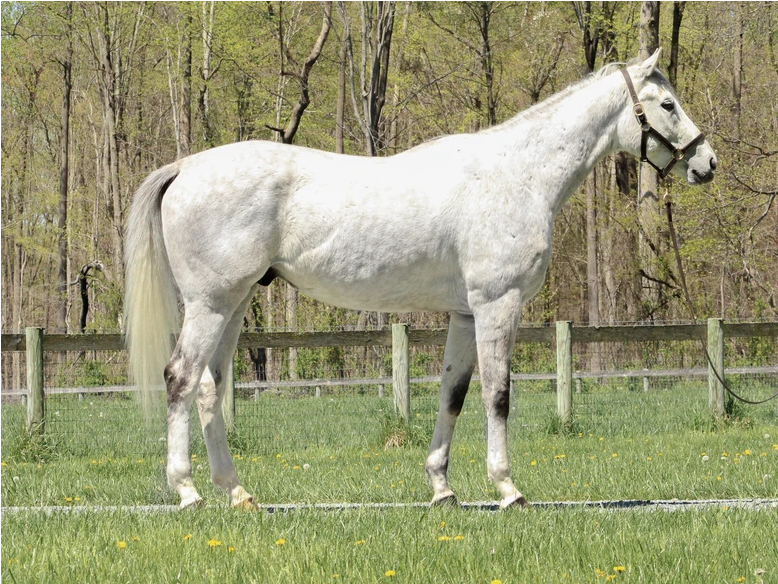 A conformation shot of adoptable horse Brandon, a gray Thoroughbred