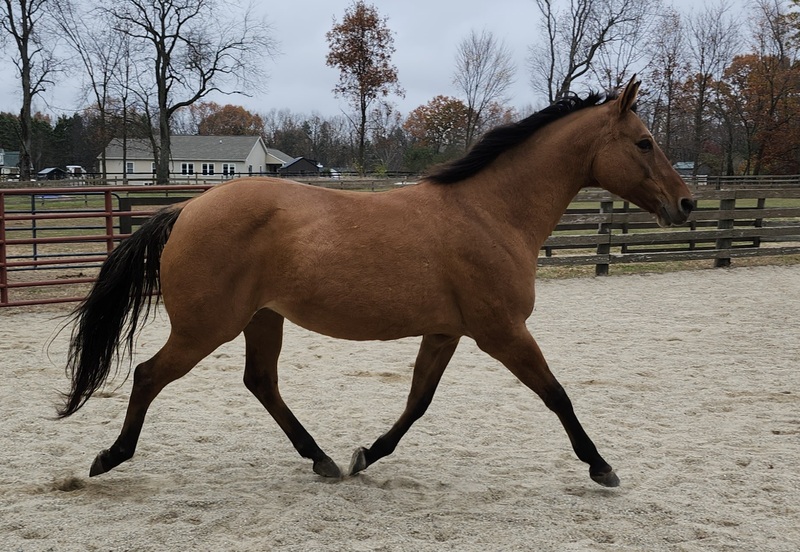 A trotting bay mare