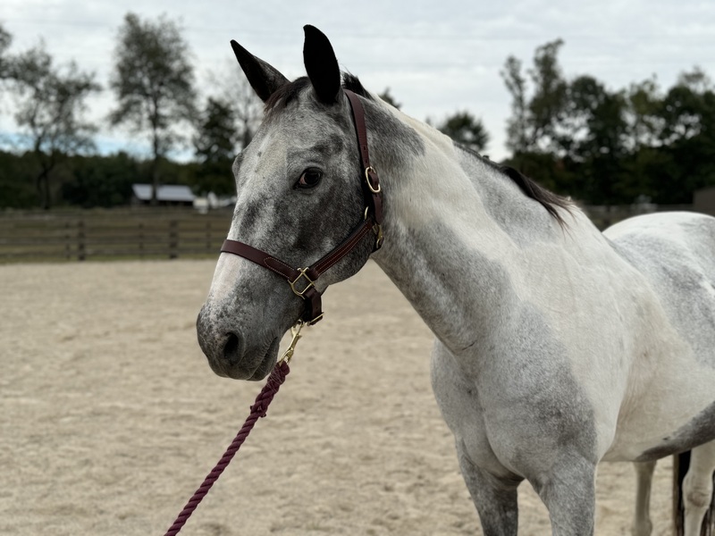 Beautiful gray pinto mare Sadie