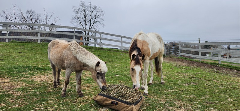 Barn Banter episode 24 featured adoptable ponies Muffin and Buggsy