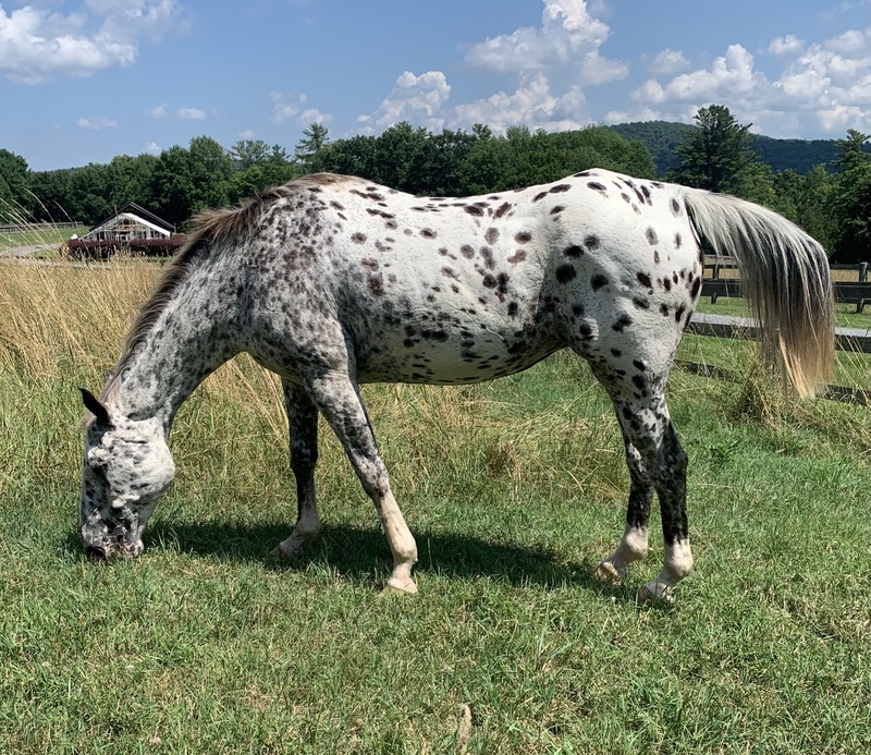 An Appaloosa mare grazing