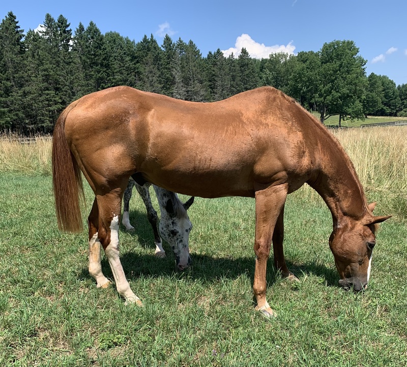 A chestnut gelding grazing