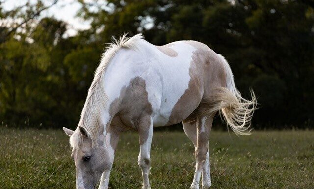 Adoptable horse Bo grazing