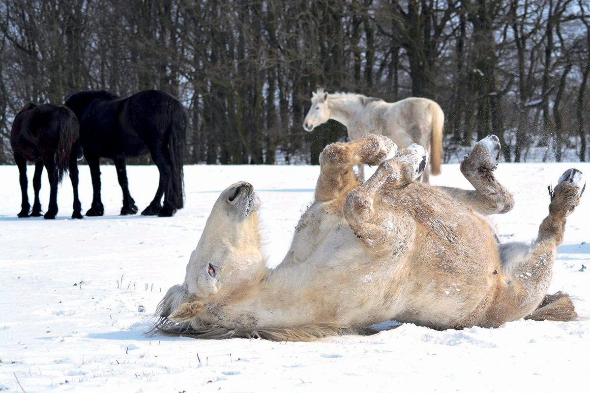 A pony rolling in the snow.