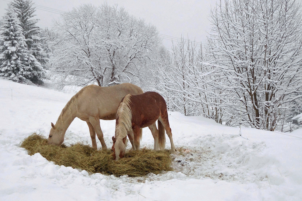 Horses in the snow eating hay, which can help them warm up in cold winter weather.