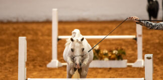 A Miniature Horse competing in a hunter class at the 2024 American Miniature Horse Association World Championship Show