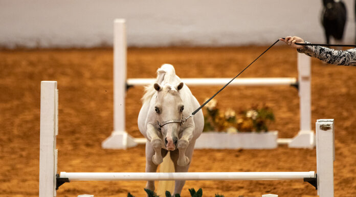 A Miniature Horse competing in a hunter class at the 2024 American Miniature Horse Association World Championship Show