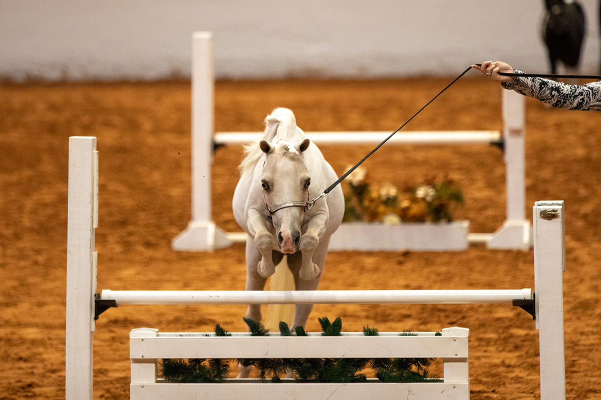 A Miniature Horse competing in a hunter class at the 2024 American Miniature Horse Association World Championship Show