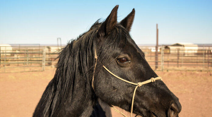 Adoptable horse Onyx