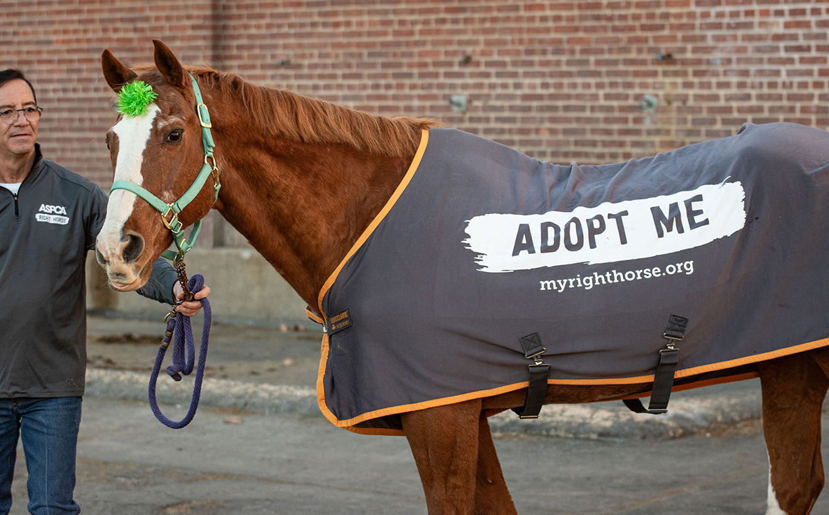 An adoptable horse from ASPCA Right Horse.