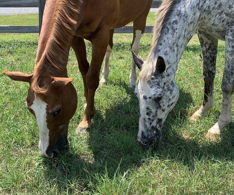 Swiss and Feta, the adoptable horses featured in Barn Banter Episode 22