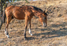 A colt named Blossom