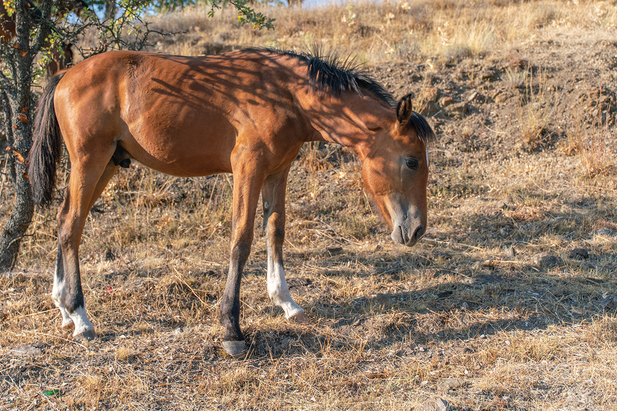 A colt named Blossom