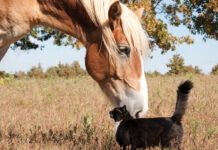 A barn cat representing "Devil Breath" noses a Belgian Horse