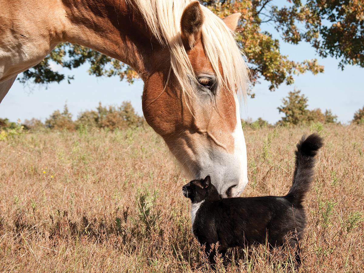 A barn cat representing "Devil Breath" noses a Belgian Horse