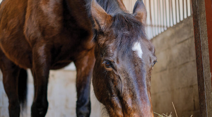 Doreen, the subject of this edition of Vet Adventures