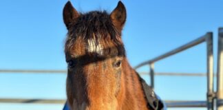 Tristan, a horse featured during the 2024 ASPCA Virtual Adoption Event