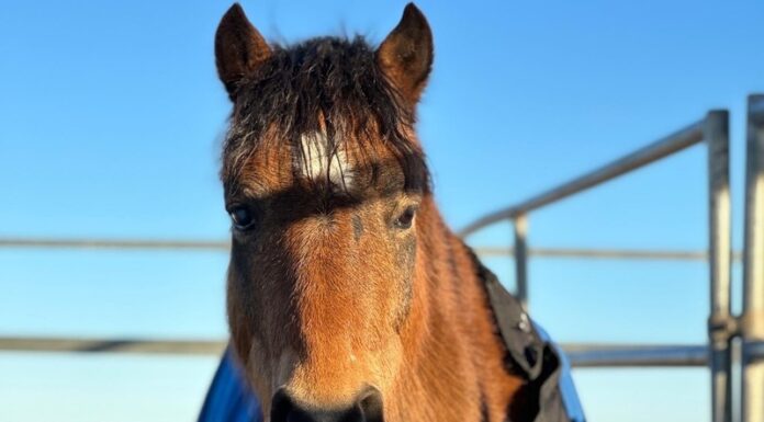Tristan, a horse featured during the 2024 ASPCA Virtual Adoption Event