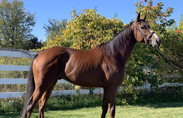 My Right Horse Adoptable Horse of the Week - Jackpot Johnny