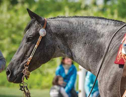 Blue Roan