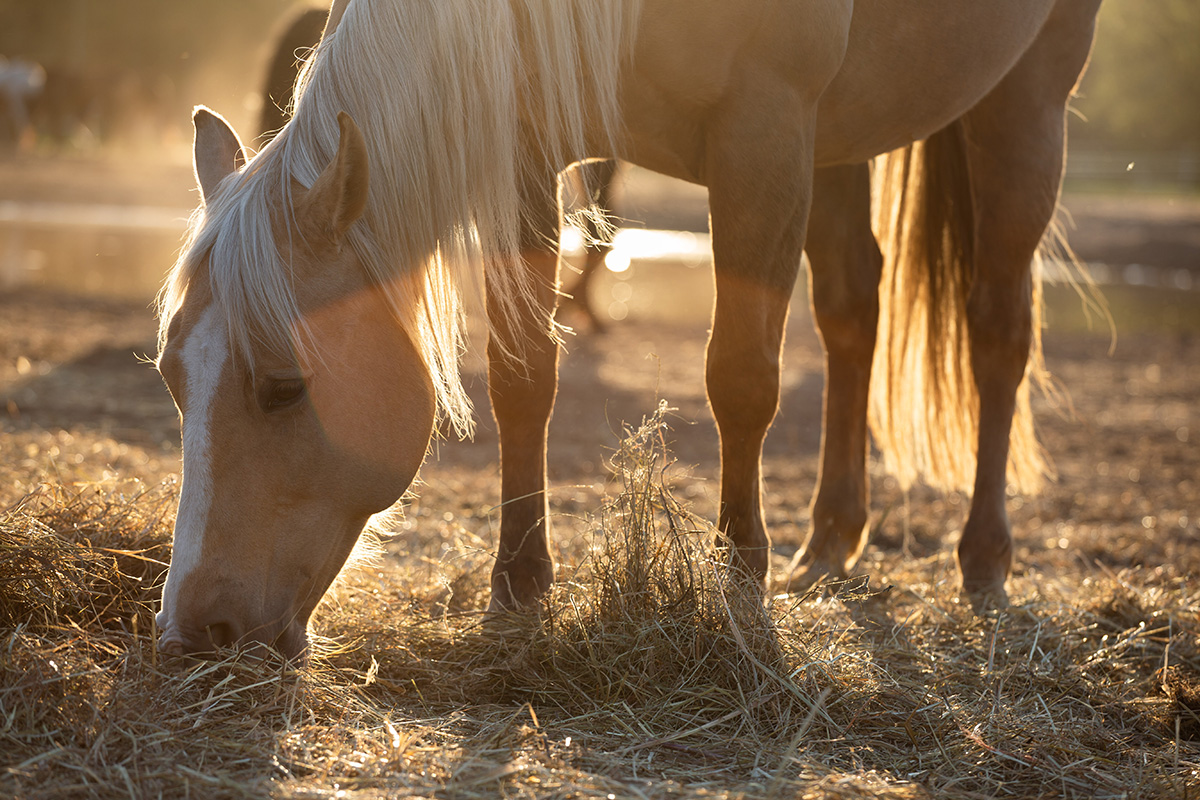 A palomino nosing hay