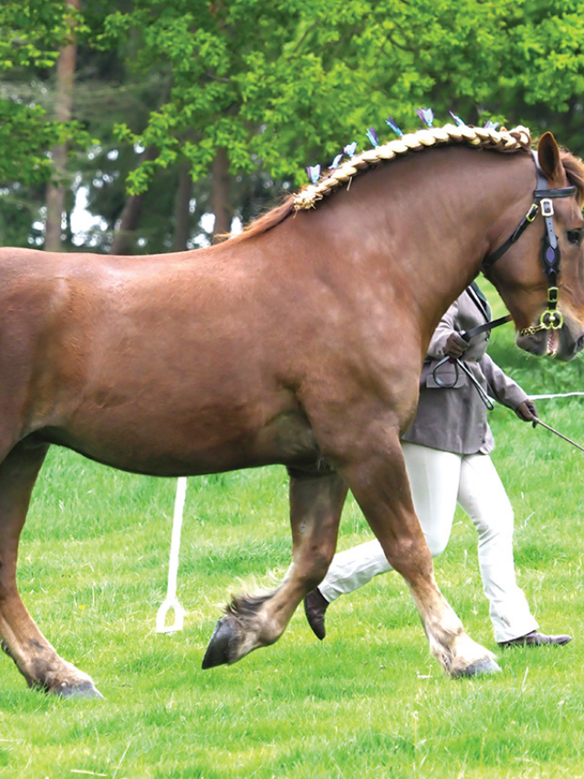 Largest Horse Breeds Of The Equine World – Horse Illustrated