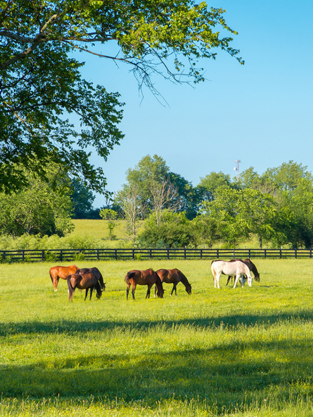 Best Tips for Horse Pasture Management