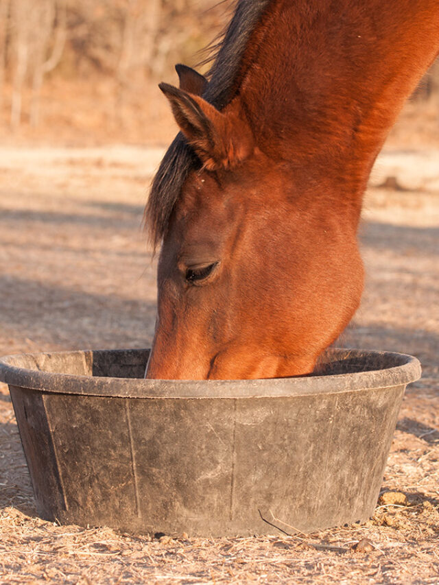 Horse Feeding Mistakes to Avoid